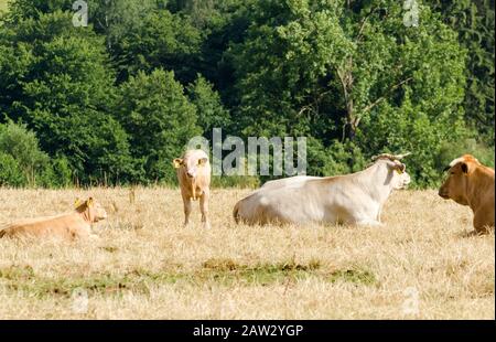 Bestiame bovino domestico vitello e mandria di mucche, bos taurus, su un pascolo nella campagna rurale in Germania, Europa occidentale Foto Stock