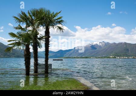 Vista sul lago con palme allagate e panchina vicino ad Ascona Ticino, Svizzera. Montagna innevata sullo sfondo Foto Stock