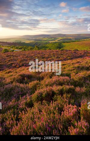 Heather su Porlock Common nel Parco Nazionale di Exmoor con faro di Dunkery oltre. Somerset, Inghilterra. Foto Stock