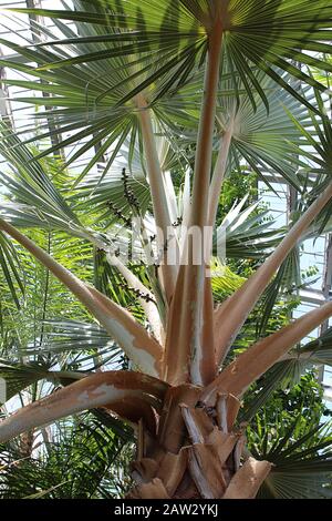 Primo piano del tronco superiore, fronds e semi di una palma rosso Latan in un giardino d'inverno Foto Stock