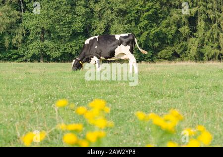 Bestiame domestico Fleckvieh bestiame bovino, bos taurus, pascolare su un pascolo nella campagna rurale in Germania, Europa occidentale Foto Stock