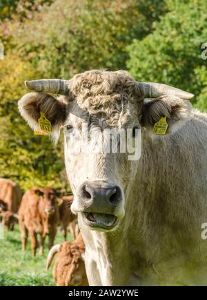Bestiame bovino domestico guardando direttamente alla macchina fotografica, bos taurus, su un pascolo nella campagna rurale in Germania, Europa occidentale Foto Stock