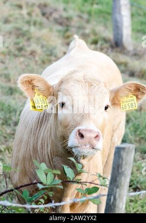 Bestiame bovino domestico vitello bestiame, bos taurus, guardando direttamente nella macchina fotografica su un pascolo nella campagna rurale in Germania, Europa occidentale Foto Stock