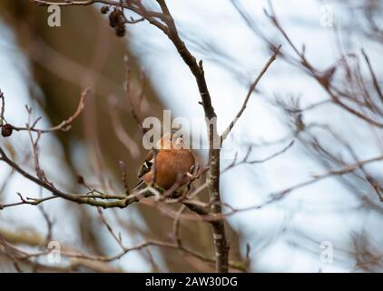 Maschio Chaffinch in albero in inverno Foto Stock