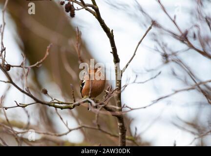 Maschio Chaffinch in albero in inverno Foto Stock