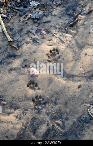 Otter traccia nel fango vicino al fiume Usura Foto Stock