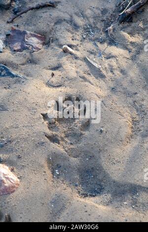 Otter traccia nel fango vicino al fiume Usura Foto Stock