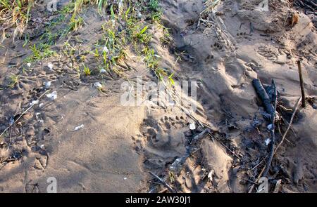 Otter traccia nel fango vicino al fiume Usura Foto Stock