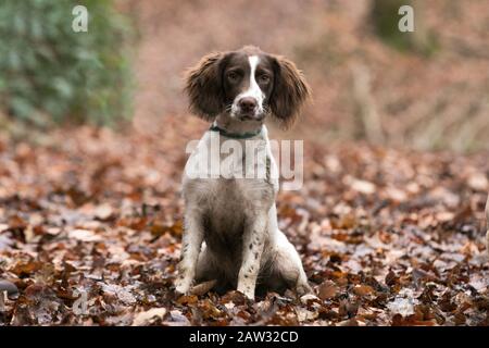il cucciolo di spagnolo era seduto in un bosco Foto Stock