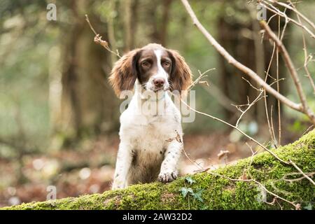 Cucciolo in piedi su un albero caduto Foto Stock