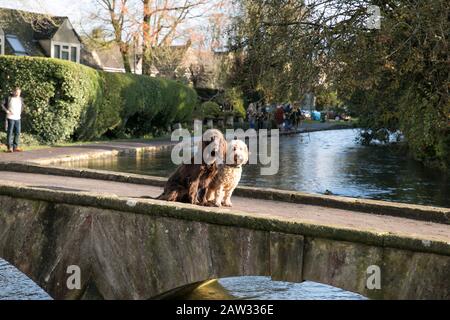 I cani si sedettero su un ponte a Bourton Sull'Acqua Foto Stock