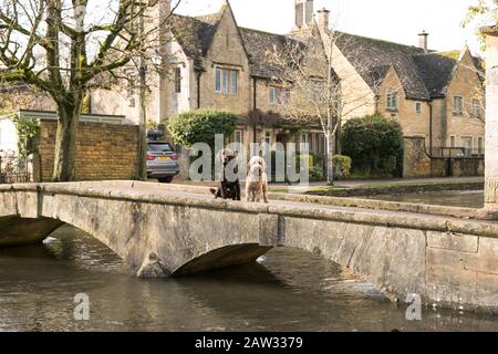 I cani si sedettero su un ponte a Bourton Sull'Acqua Foto Stock