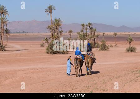 Una guida berbera locale che porta i turisti per un safari in cammello nei deserti e palmeti vicino Marrakech, Marocco, Nord Africa Foto Stock