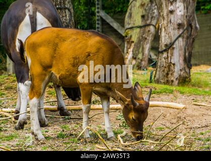 Ritratto di closeup di una vacca di Banteng Java, specie di bestiame di fine agered dall'Indonesia Foto Stock