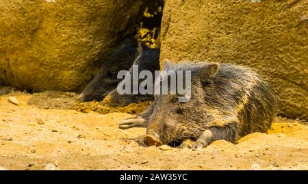 Pecario collato che dorme con altre 2 peccarie sullo sfondo, specie animale tropicale dall'America Foto Stock