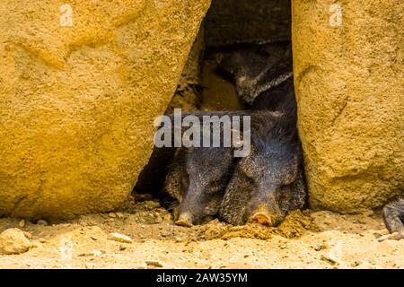 Coppia di pettorali collato che dormono insieme, specie di animali tropicali dall'America Foto Stock