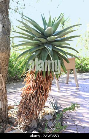 Un mantello Aloe, aloe ferox, una specie del Sudafrica Foto Stock