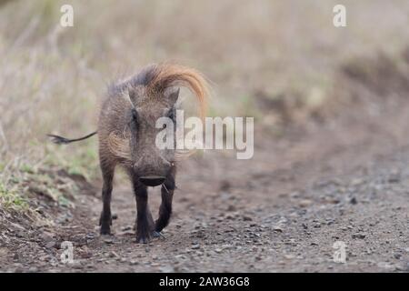 Warthog, maiale selvatico nel deserto Foto Stock