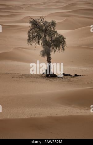 Lonely Tree si trova nella duna del deserto, Abu Dhabi. Foto Stock