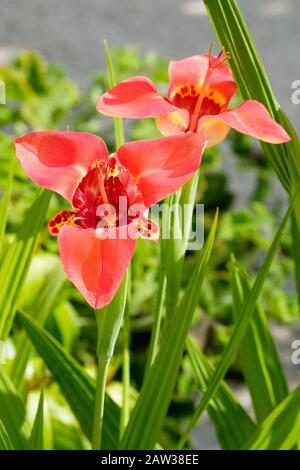 Tigridia pavonia, fiore tigre pavone, fiore tigre, fiore tigre Shellflower messicano, giglio Azteco, fiore di Tigri Foto Stock