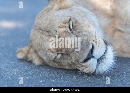 Sonno del leone Foto Stock