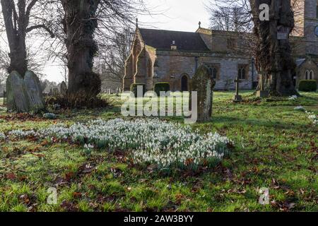Rampino di neve in fiore che cresce nel cortile di San Michele e Di Tutti gli Angeli, Bugbrooke, Northamptonshire, Regno Unito Foto Stock