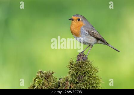 Robina eurasiatica (Erithacus rubecula) arroccata su un tronco musicato, ritratto di uccelli Foto Stock