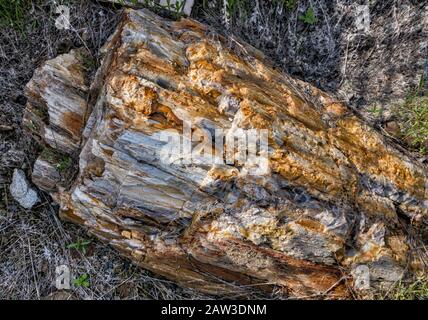 Elm legno pietrificato log a Ginkgo Petrificed Forest state Park, vicino Vantage, Washington, Stati Uniti Foto Stock