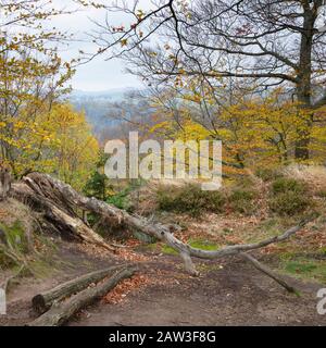 Foresta D'Autunno A Kirnitzschtal, Monti D'Arenaria Dell'Elba, Parco Nazionale Della Svizzera Sassone, Sassonia, Germania, Europa Foto Stock
