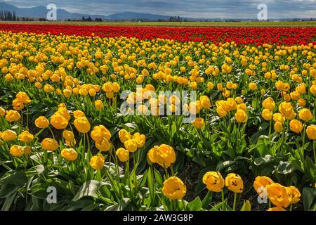 Campo di tulipani a Skagit Valley Tulip Festival, Mount Vernon, nello Stato di Washington, USA Foto Stock