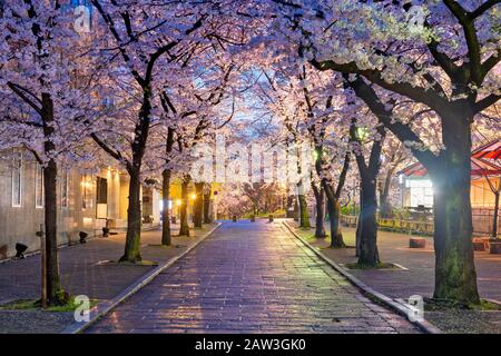 Gion Shirakawa, Kyoto, Giappone durante la stagione dei fiori di ciliegio al crepuscolo. Foto Stock