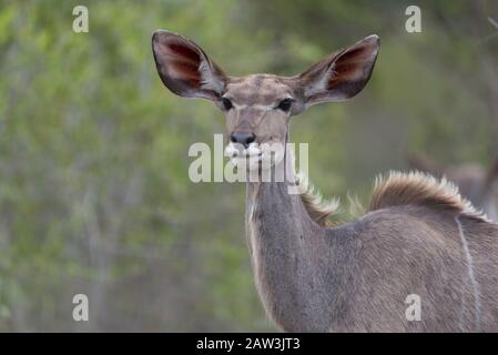 Ritratto di Kudu nel deserto Foto Stock