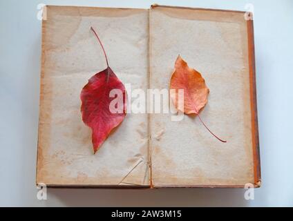 Foglie di autunno colorate su pagine bianche colorate di un vecchio libro Foto Stock