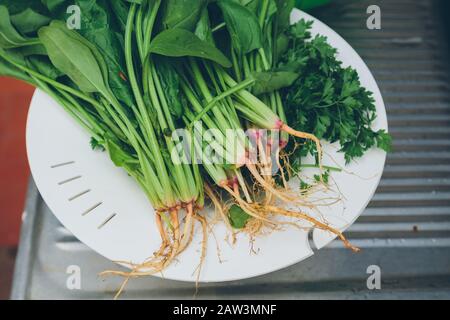 Mazzetto di spinaci freschi crudi con radici e coriandolo, detto coriandolo, prezzemolo cinese, in una ciotola di plastica scolapasta sul lavello, all'aperto Foto Stock