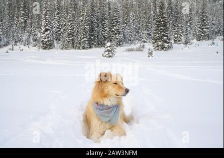 Carino cane che si posa in soffice neve in montagna Foto Stock