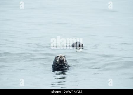 Due foche grigie giocano insieme nell'oceano Foto Stock