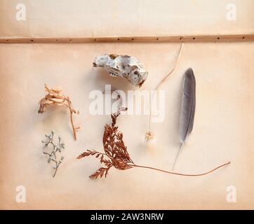 Disposizione di oggetti naturali tra cui un fern frond, semi pods, una piuma e piccolo cranio animale su vecchie pagine di libro con spazio di testo Foto Stock