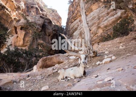 Shaggy capra riposa all'ombra Foto Stock