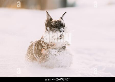 Miniatura Schnauzer cane o Zwergschnauzer seduto in abito di gioco veloce in esecuzione nella neve al giorno d'inverno. Foto Stock