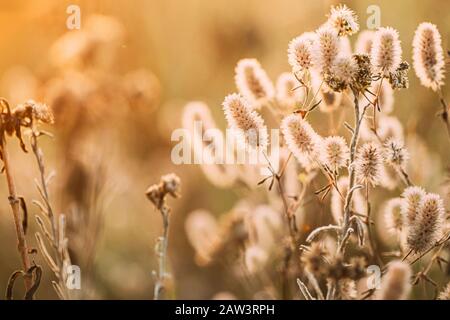 Trifolium Arvense, Comunemente Noto Come Hare'S-Foot Clover, Rabbitfoot Clover, Stone Clover O Oldfield Clover, È Una Pianta Da Fiore Nella Famiglia Bean F Foto Stock