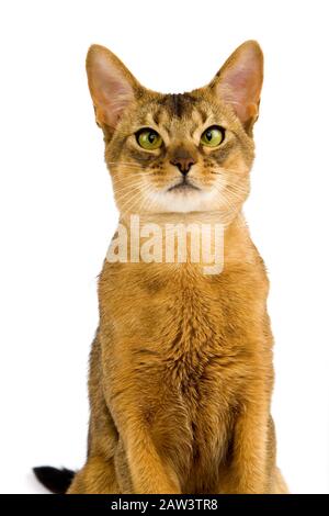 Abissino gatto domestico, Ritratto di adulto contro uno sfondo bianco Foto Stock