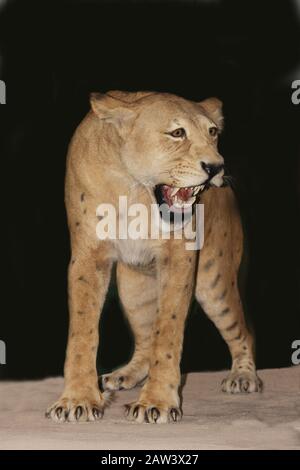 Scimitar Cat, homotherium siero, dai denti a sciabola Cat estinti 10 000 anni fa, Museo, Museo Beringia, Yukon, Canada Foto Stock