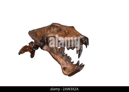 Cranio di Scimitar Cat, homotherium siero, dai denti a sciabola Cat estinti 10 000 anni fa, Museo, Museo Beringia, Yukon, Canada Foto Stock