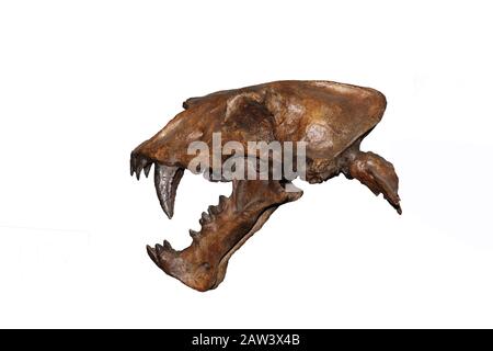 Cranio di Scimitar Cat, homotherium siero, dai denti a sciabola Cat estinti 10 000 anni fa, Museo, Museo Beringia, Yukon, Canada Foto Stock