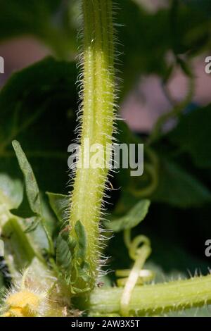 Cetriolino o sottaceti, Cucumis sativus, giardino in Normandia Foto Stock