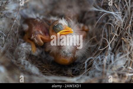 Sono nati il giorno prima, riposati dopo pranzo. Foto Stock