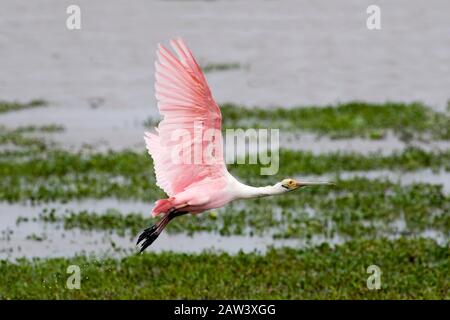 Roseate spoonbill, platalea ajaja, adulti in volo su Swamp, Los Lianos in Venezuela Foto Stock