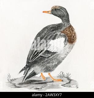 Una bella illustrazione d'epoca con un uccello Foto Stock