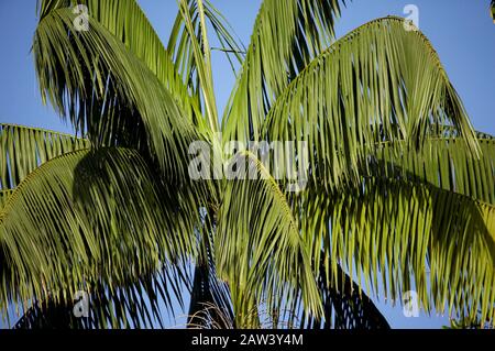 Moriche Plam, Mauritia flexuosa, alberi la produzione di cuore di palma, Irinoco Delta in Venezuela Foto Stock