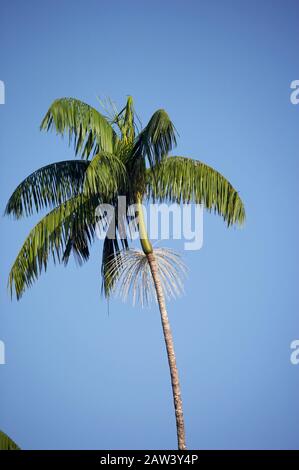 Moriche Plam, Mauritia flexuosa, alberi la produzione di cuore di palma, Irinoco Delta in Venezuela Foto Stock